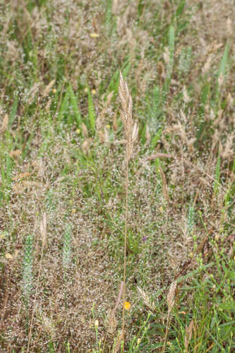 Bromus hordeaceus #3